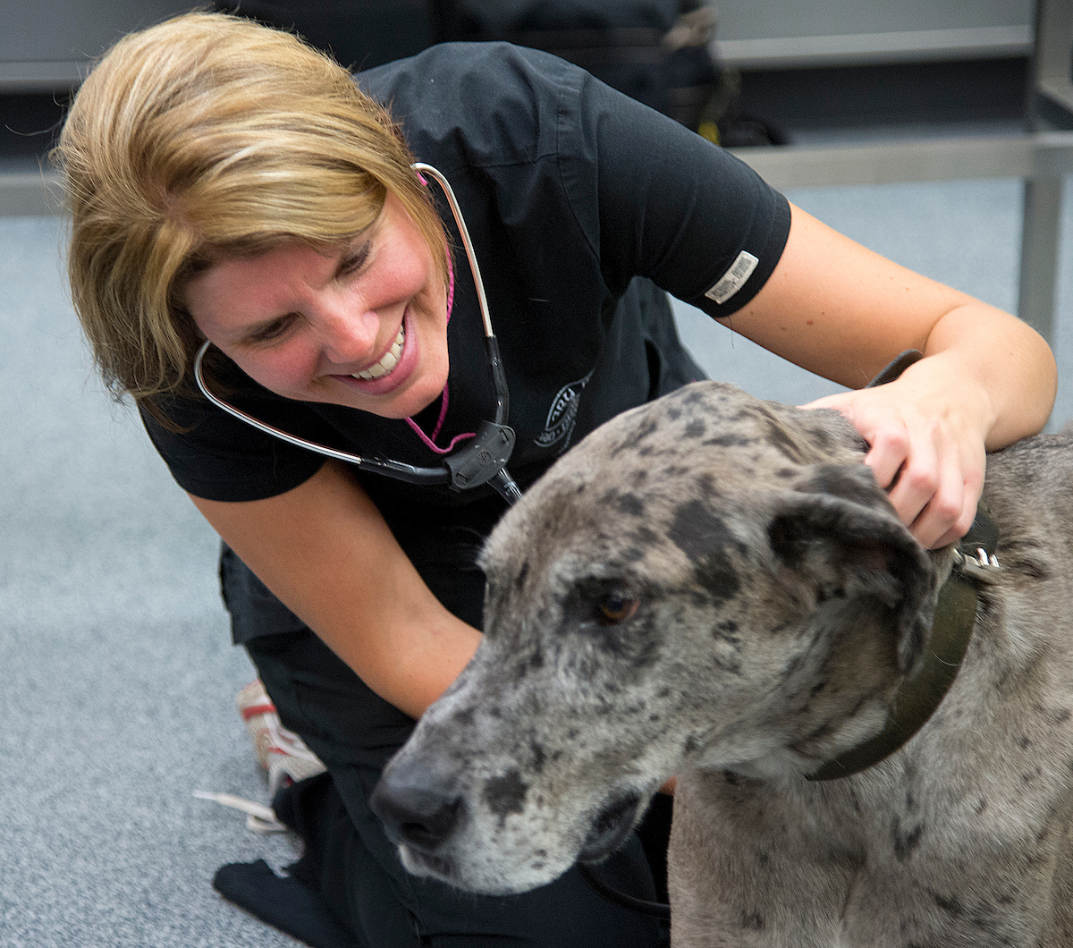 Veterinarian checking a dogs heart with a stethescope.